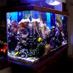 sea_aquarium