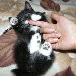 kitten-care